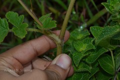 Heracleum sprengelianum